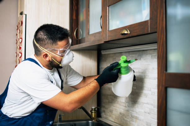 Best Wasp Removal Services  in Waverly, MN