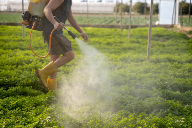Best Ant Control Services  in Waverly, MN